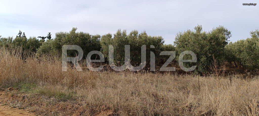 Αγροτεμάχια 4.000 τ.μ. προς πώληση, Φλογητά