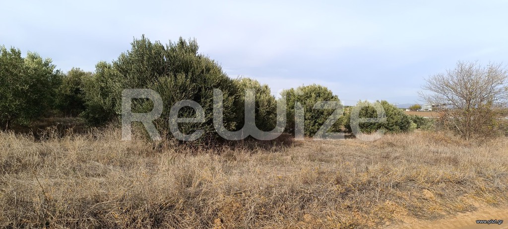 Αγροτεμάχια 4.000 τ.μ. προς πώληση, Φλογητά
