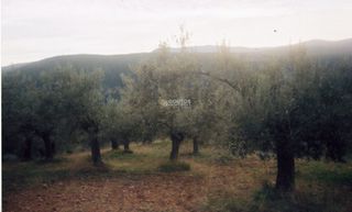 Αγροτεμάχια 42.000 τ.μ. για πώληση, Αργολίδα, Ασκληπιείο-thumb-3