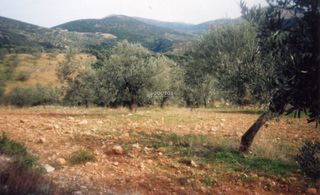 Αγροτεμάχια 42.000 τ.μ. για πώληση, Αργολίδα, Ασκληπιείο-thumb-23