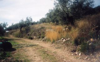 Αγροτεμάχια 42.000 τ.μ. για πώληση, Αργολίδα, Ασκληπιείο-thumb-14