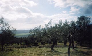 Αγροτεμάχια 42.000 τ.μ. για πώληση, Αργολίδα, Ασκληπιείο-thumb-19