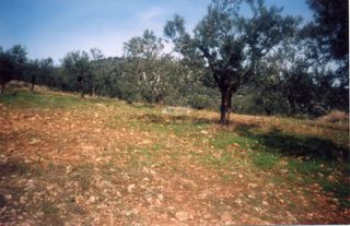 Αγροτεμάχια 42.000 τ.μ. για πώληση, Αργολίδα, Ασκληπιείο-thumb-13