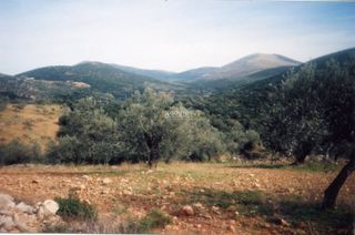 Αγροτεμάχια 42.000 τ.μ. για πώληση, Αργολίδα, Ασκληπιείο-thumb-18