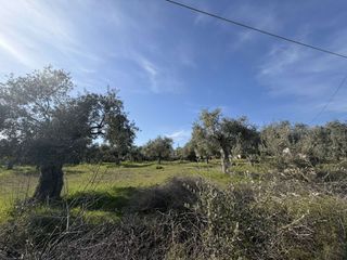 Οικόπεδο 1.300 τ.μ. για πώληση