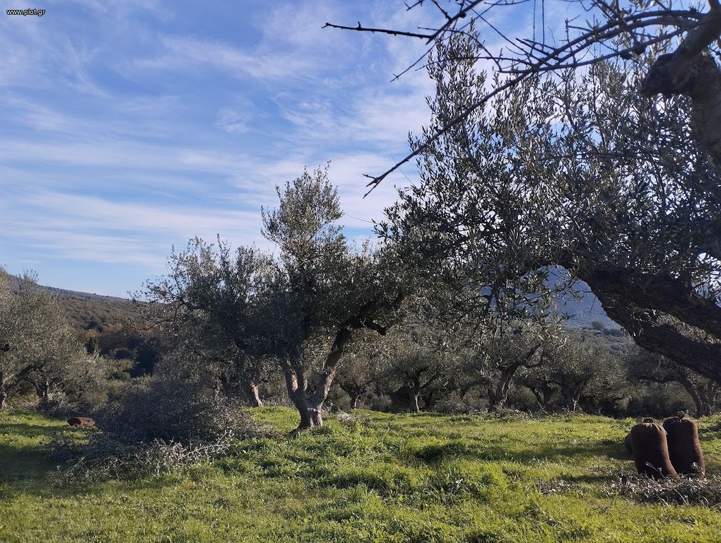 Αγροτεμάχια 15.404 τ.μ. για πώληση, Μεσσηνία, Πύλος
