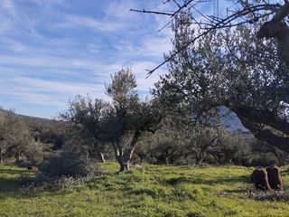 Αγροτεμάχια 15.404 τ.μ. για πώληση