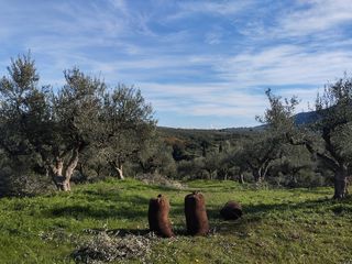 Αγροτεμάχια 15.404 τ.μ. για πώληση, Μεσσηνία, Πύλος-thumb-2