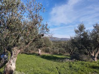 Αγροτεμάχια 15.404 τ.μ. για πώληση, Μεσσηνία, Πύλος-thumb-3