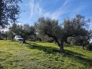 Αγροτεμάχια 15.404 τ.μ. για πώληση, Μεσσηνία, Πύλος-thumb-4