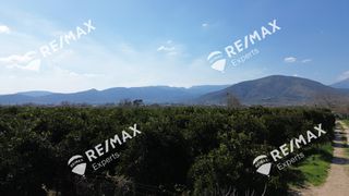 Αγροτεμάχια 6.521 τ.μ. για πώληση, Αργολίδα, Άργος-thumb-3