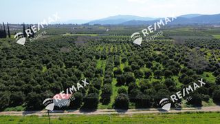 Αγροτεμάχια 6.521 τ.μ. για πώληση, Αργολίδα, Άργος-thumb-7