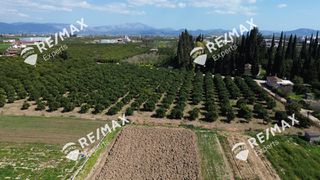 Αγροτεμάχια 6.521 τ.μ. για πώληση, Αργολίδα, Άργος-thumb-5