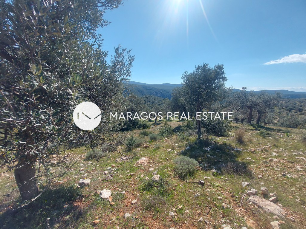 Αγροτεμάχια 43.000 τ.μ. προς πώληση, Ασκληπιείο