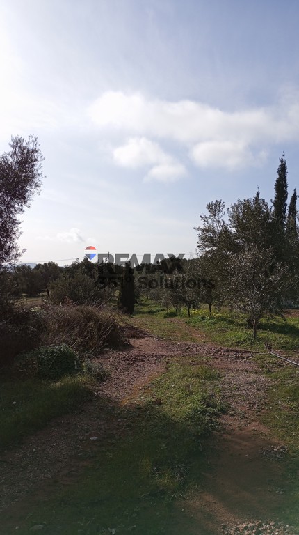 Αγροτεμάχια 6.172 τ.μ. πρός πώληση, Αθήνα - Ανατολικά Προάστια, Παιανία