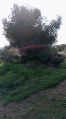 Αγροτεμάχια 6.172 τ.μ. για πώληση