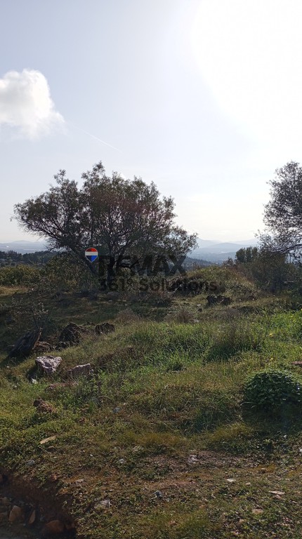 Αγροτεμάχια 6.172 τ.μ. πρός πώληση, Αθήνα - Ανατολικά Προάστια, Παιανία