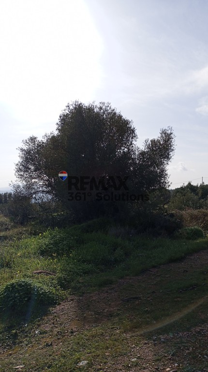 Αγροτεμάχια 6.172 τ.μ. πρός πώληση, Αθήνα - Ανατολικά Προάστια, Παιανία