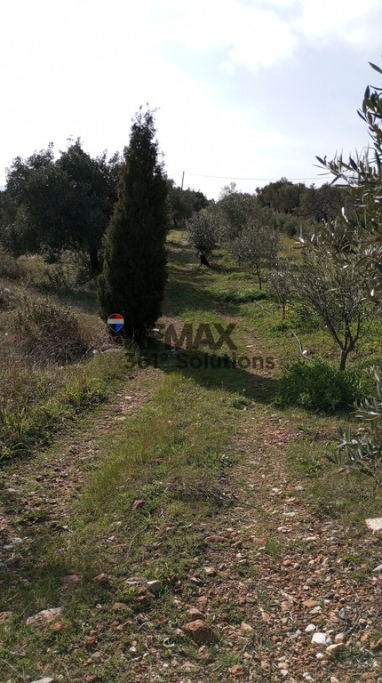 Αγροτεμάχια 6.172 τ.μ. πρός πώληση, Αθήνα - Ανατολικά Προάστια, Παιανία