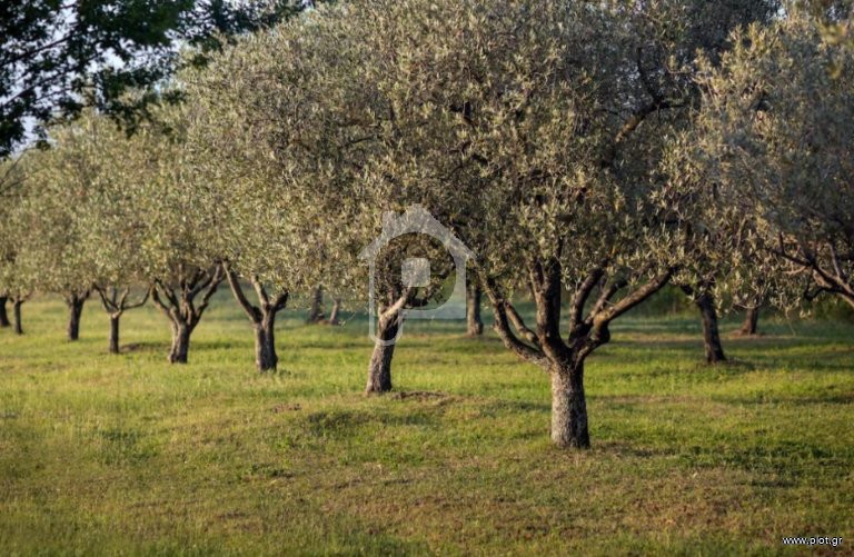 Αγροτεμάχια 22.000 τ.μ. προς πώληση, Αθίκια