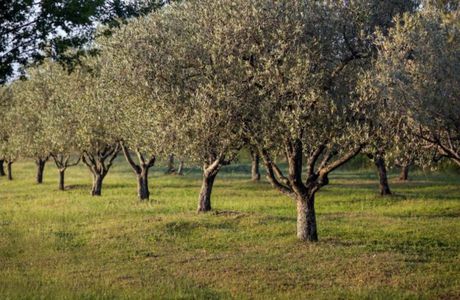 Αγροτεμάχια 22.000 τ.μ. προς πώληση