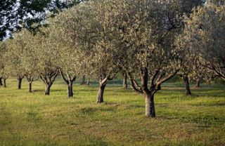 Αγροτεμάχια 22.000 τ.μ. για πώληση