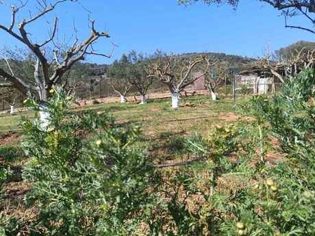 Αγροτεμάχια 7.600 τ.μ. προς πώληση
