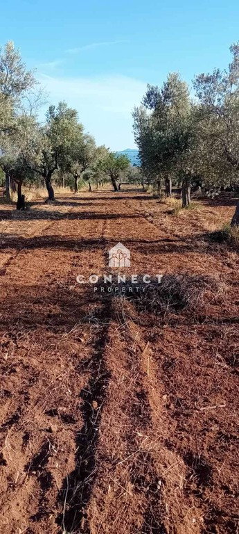 Αγροτεμάχια 4.000 τ.μ. πρός πώληση, Εύβοια, Αμάρυνθος