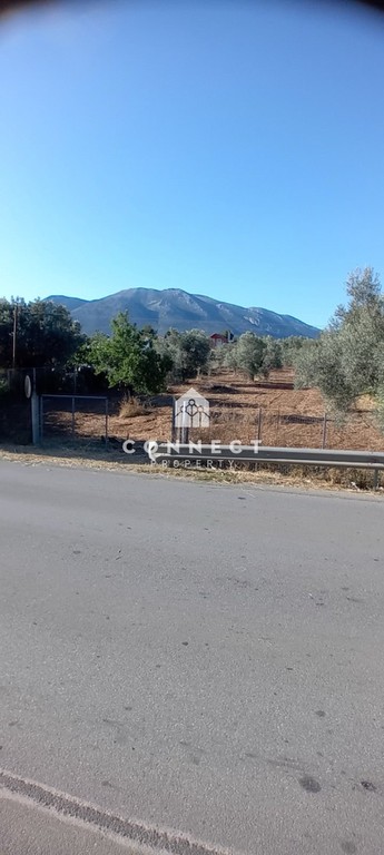 Αγροτεμάχια 4.000 τ.μ. πρός πώληση, Εύβοια, Αμάρυνθος