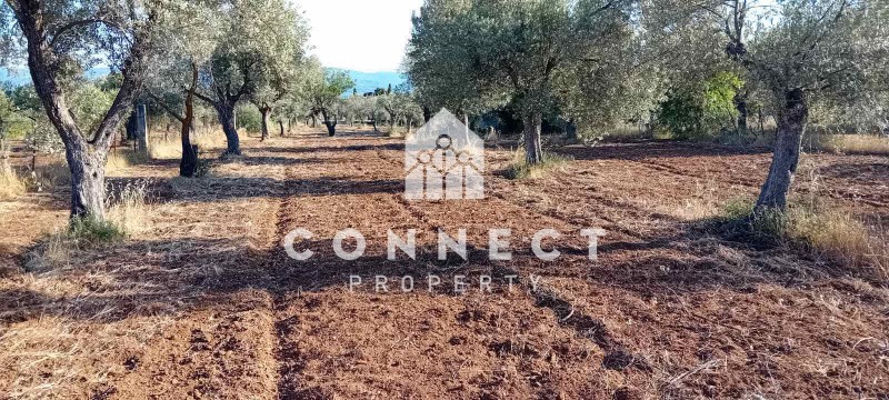 Αγροτεμάχια 4.000 τ.μ. πρός πώληση, Εύβοια, Αμάρυνθος
