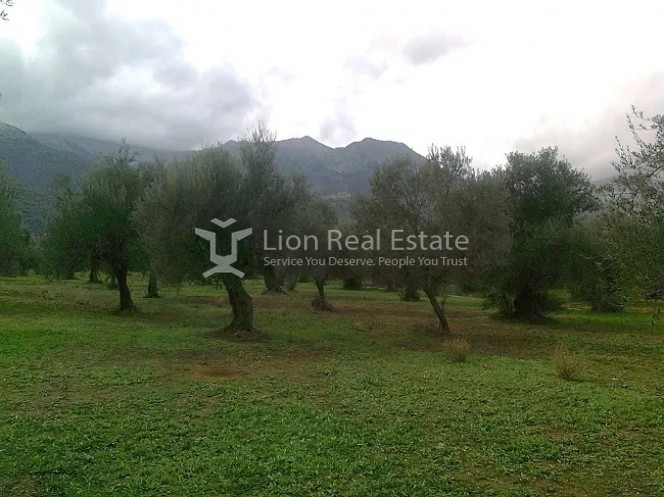 Αγροτεμάχια 5.600 τ.μ. προς πώληση, Παλαιολόγιο