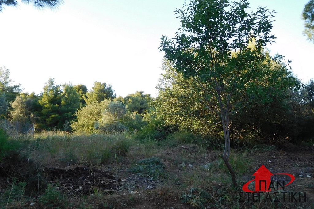 Οικόπεδο 560 τ.μ. πρός πώληση, Βοιωτία, Σχηματάρι