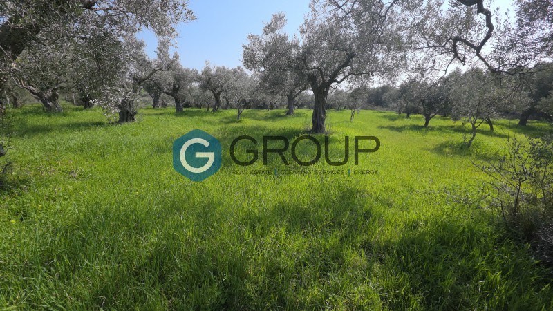 Αγροτεμάχια 2.342 τ.μ. προς πώληση, Μάκρη Αλεξανδρούπολης