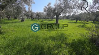 Αγροτεμάχια 2.342 τ.μ. για πώληση