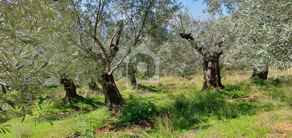 Αγροτεμάχια 2.567 τ.μ. πρός πώληση, Μαγνησία, Μηλιές
