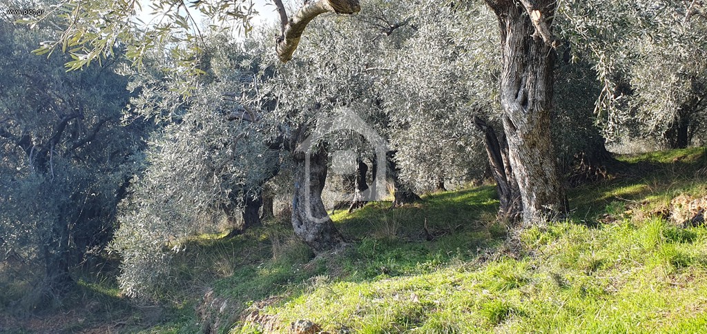Αγροτεμάχια 2.567 τ.μ. πρός πώληση, Μαγνησία, Μηλιές