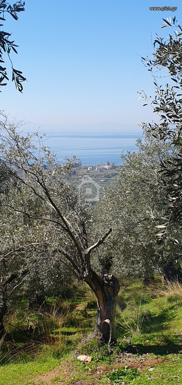 Αγροτεμάχια 2.567 τ.μ. πρός πώληση, Μαγνησία, Μηλιές