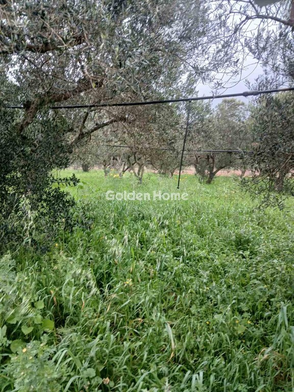 Αγροτεμάχια 5.530 τ.μ. προς πώληση, Άγιος Γεώργιος Βοιών