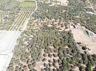 Αγροτεμάχια 4.200 τ.μ. για πώληση, Ν. Ρεθύμνου, Φοινίκας-thumb-5