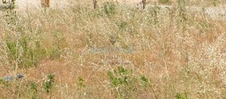 Οικόπεδο 1.958 τ.μ. για πώληση, Ευρυτανία, Καρπενήσι-thumb-2