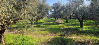 Αγροτεμάχια 11.170 τ.μ. για πώληση