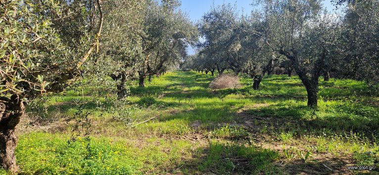 Αγροτεμάχια 11.170 τ.μ. για πώληση, Μεσσηνία, Μεσσήνη
