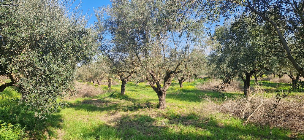 Αγροτεμάχια 11.170 τ.μ. πρός πώληση, Μεσσηνία, Μεσσήνη