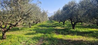 Αγροτεμάχια 11.170 τ.μ. για πώληση, Μεσσηνία, Μεσσήνη-thumb-2