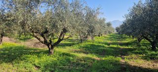 Αγροτεμάχια 11.170 τ.μ. για πώληση, Μεσσηνία, Μεσσήνη-thumb-3