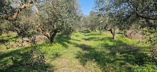 Αγροτεμάχια 11.170 τ.μ. για πώληση, Μεσσηνία, Μεσσήνη-thumb-4