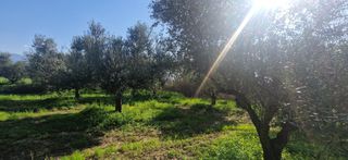 Αγροτεμάχια 11.170 τ.μ. για πώληση, Μεσσηνία, Μεσσήνη-thumb-5
