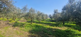 Αγροτεμάχια 11.170 τ.μ. για πώληση, Μεσσηνία, Μεσσήνη-thumb-6