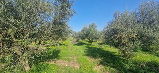 Αγροτεμάχια 11.170 τ.μ. για πώληση, Μεσσηνία, Μεσσήνη-thumb-7