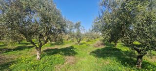 Αγροτεμάχια 11.170 τ.μ. για πώληση, Μεσσηνία, Μεσσήνη-thumb-8